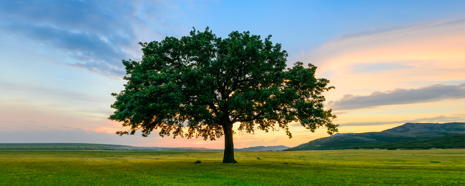 Care management and guardianship services